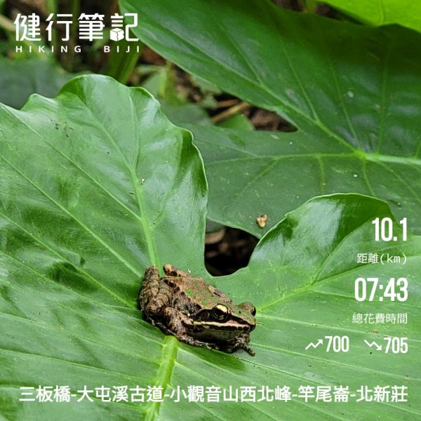 大屯溪古道清涼行-202407142601042