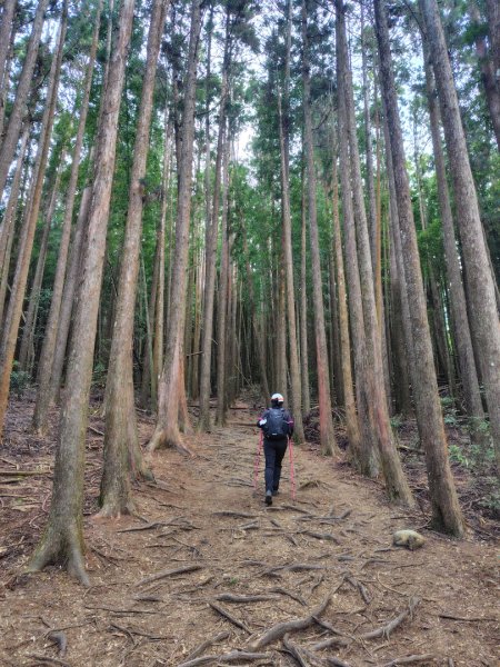 長壽山、肥崠山、醜崠山、大崠山、大崠山經建版2931532