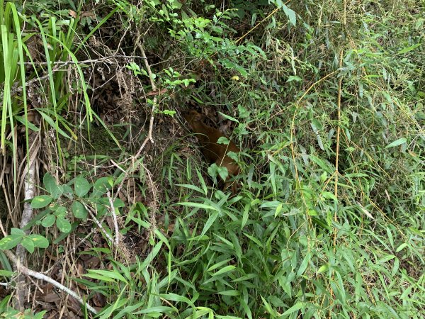 20240525高雄番子寮山-番子寮山主峰2517797