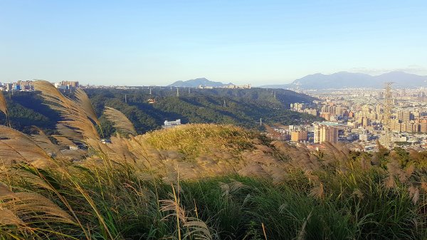 新北樹林-三角埔頂山1420642