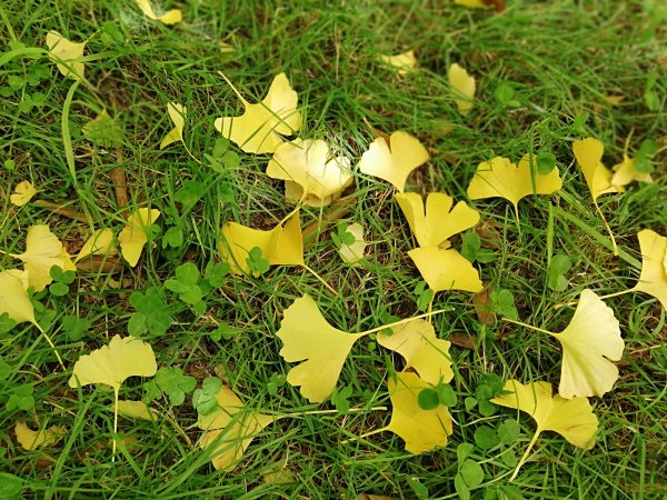 秋色的武陵463380