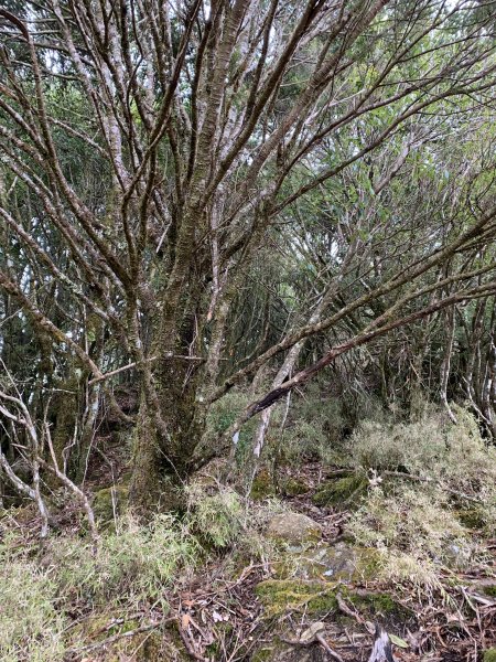 20240210高雄斯拉巴庫山2431535