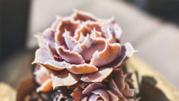 【蛇年走春】高雄桃源 • 世外桃源2700228