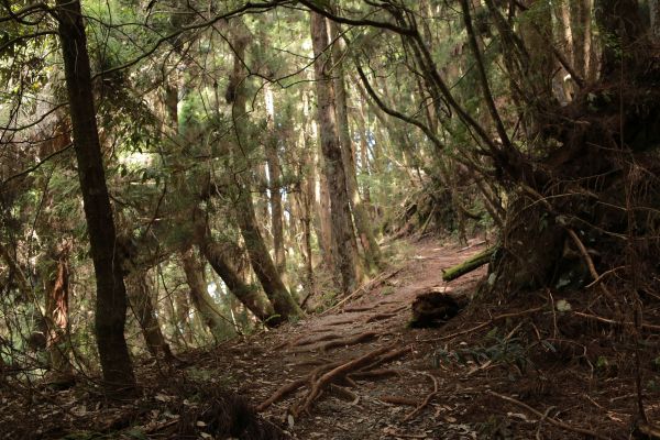 谷關七雄：新山馬崙山178314