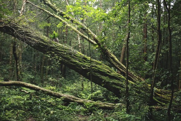 北得拉曼山：氤氳森林695945