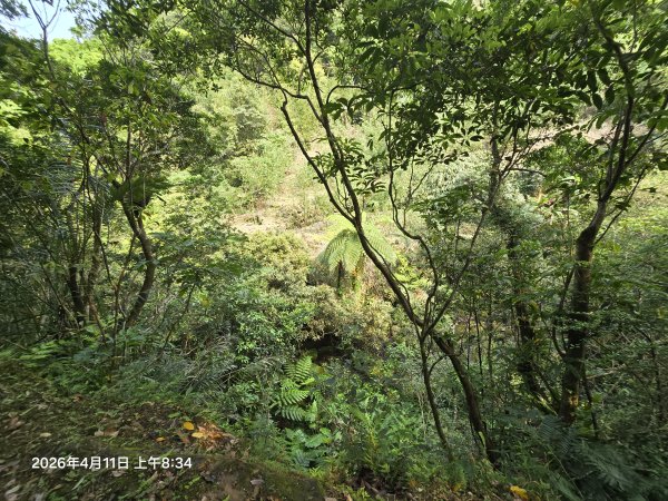 2026-04-11微笑山線：【二格山系】筆架連峰段3034546