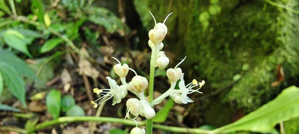 2025/06/28_馬胎+南坪古道2823741