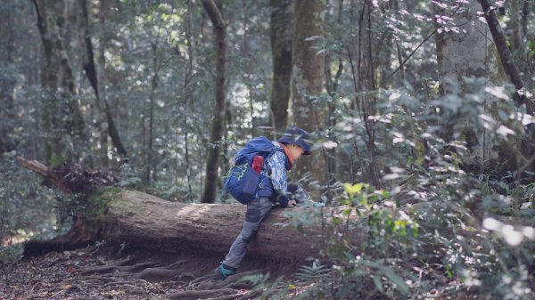 塔曼山 (Mt. Taman)。雲霧中的魔戒森林1331323