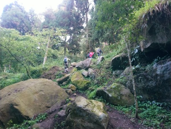 溪頭 南鳳凰山 天文台 神木O型 869803