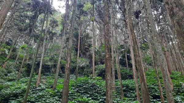 《苗栗》山中水晶蘭｜南庄向天湖山三連峰O型202203131639747