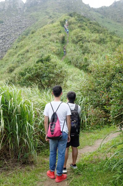 無耳茶壺山。黃金三稜539671