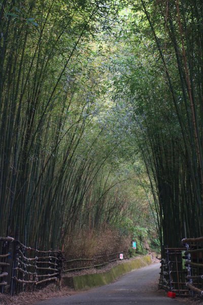 苗栗泰安~美景來自於堅持守護~烏嘎彥竹林872391