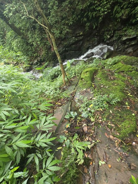 20260827圓柳古道-茄苳坑採金古道3114751