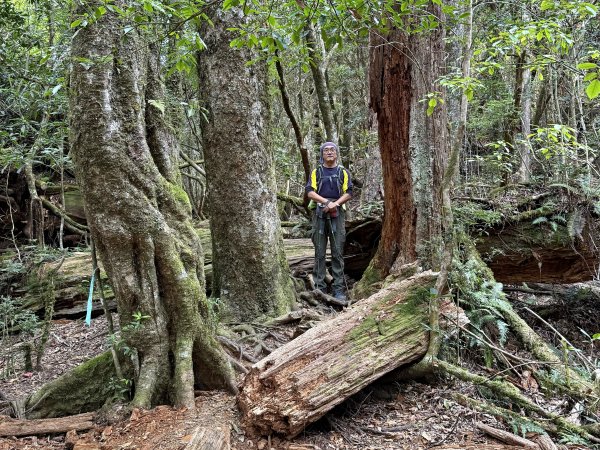 塔曼山 連走 拉拉山森林遊樂區 O繞 202510112923658