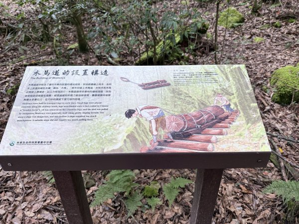 船型山神木悠遊    2025.09.222893810