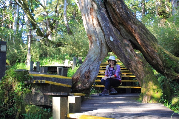 太平山檜木原始林→鐵杉林步道P型261437