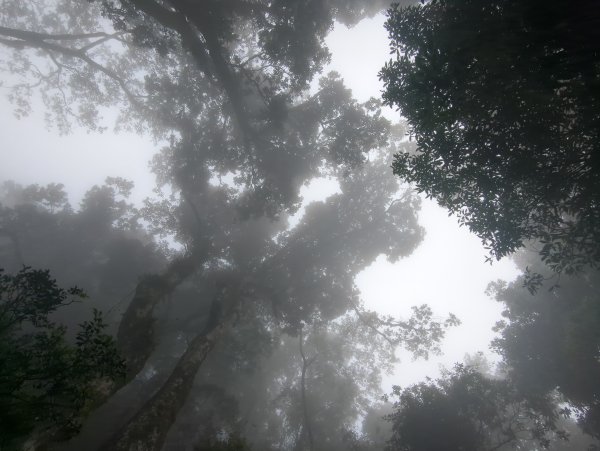 2025.07.13－漫步於森林中：鵝公髻山2835449