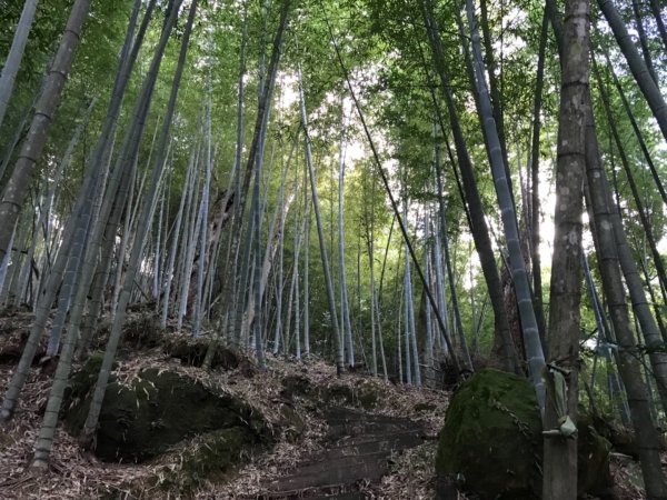 起九芎神木嘉南雲峰.石壁山.好望角432287