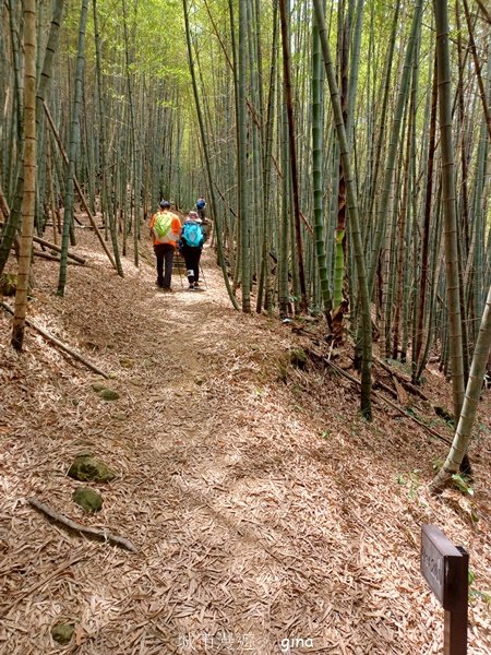 【嘉義梅山】雲霧裊裊似仙境。 瑞太古道 x大風埕觀日峰x油車寮步道2557801