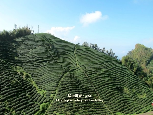 南投鹿谷~聽風~雲起~大崙山觀光茶園步道964982