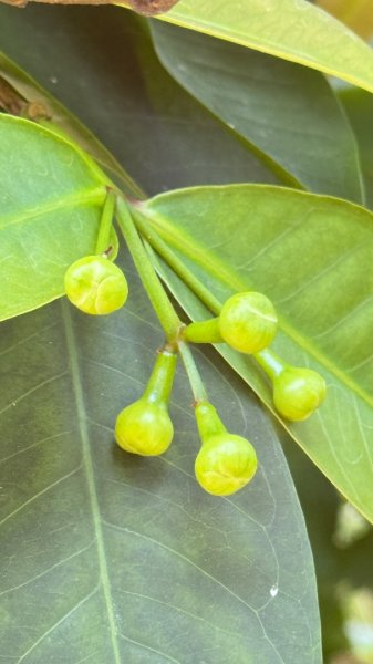 嘉義-圳北古道2763682