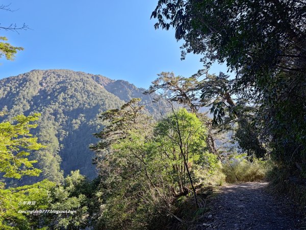 【南投】合歡溪步道：遠得要命的櫻花鉤吻鮭2912230