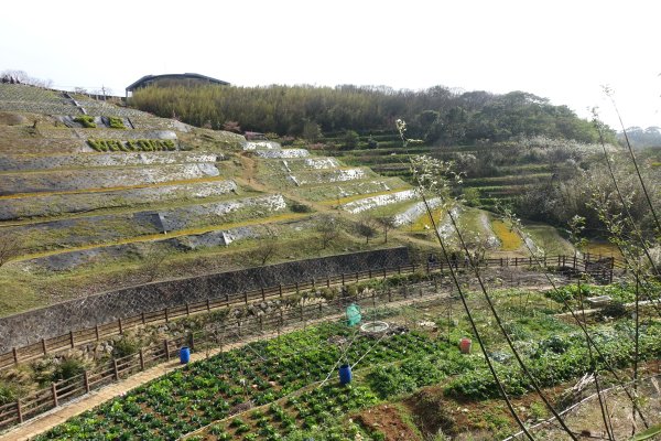鵝尾山梯田3086943