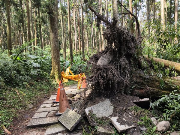 [百山百鳥尋旅-05/15] 2025_0830 溪頭賞鳥步道_銀杏步道2875554