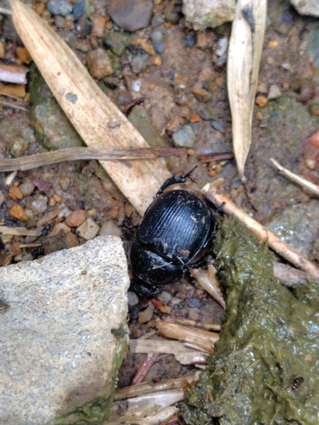 稍來小雪山國家步道、船型山、鞍馬山、鞍馬山東北峰、天池、雪山神木2799731