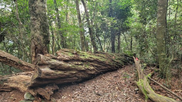 谷關七雄--馬崙山2326341