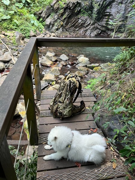 跟銀狐犬一起去蝴蝶谷瀑布找遺失登山杖 2025.12.52956215