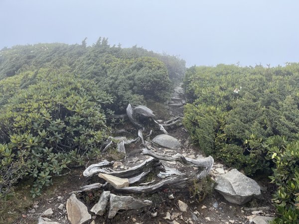 聖稜線I 2023_0524(D2-5) 凱蘭特崑山北峰2166267