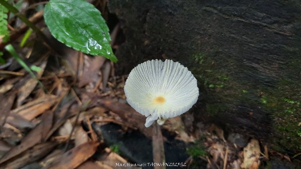《雲林》望好望角｜石壁山嘉南雲峰步道(中側登山口）202506072805320
