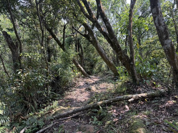 [微笑山線_第八段] 2026_0411 二格山系_筆架山北峰3035124