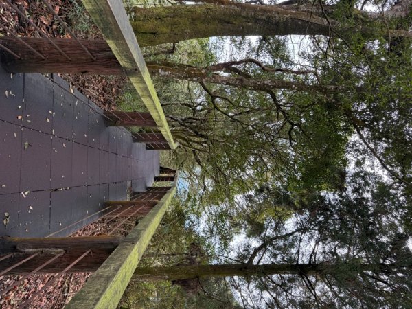 1150301溪頭天文台步道3008346