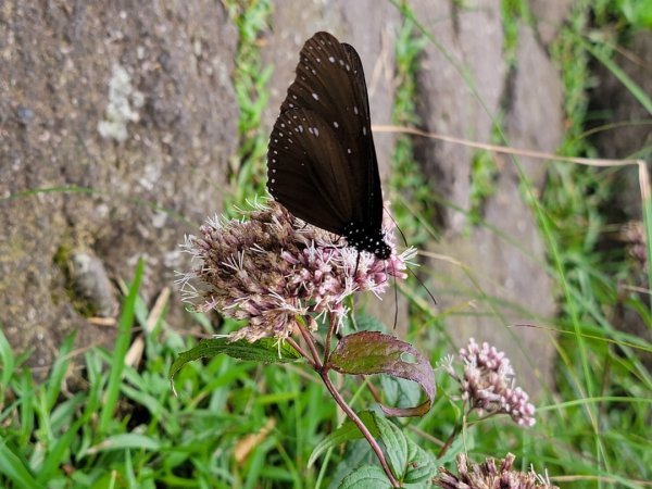 七星山主,東峰-202506212865337