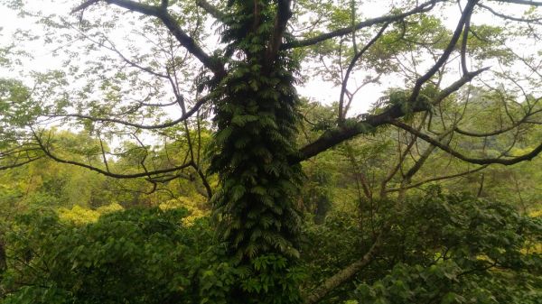 霧峰阿罩霧山〈H249M〉（小百岳）291788