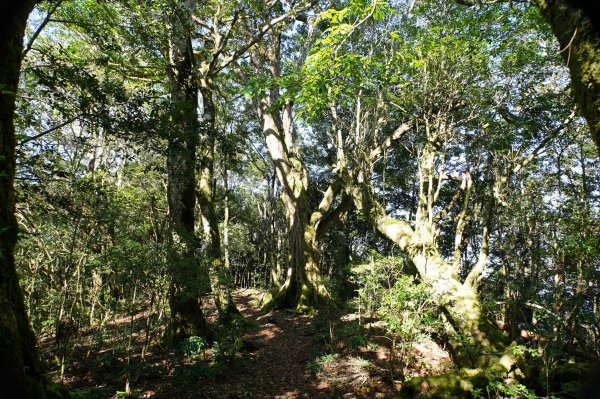 新竹 尖石 東穗山、島田山2939431