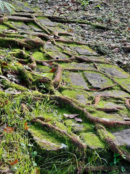生態環境豐富的仁山植物園 感受鑑湖秋月-梅花湖的魅力2953841