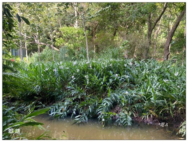 金龍湖、鷹石尖、老鷲尖、內溝山 O型一圈2966662