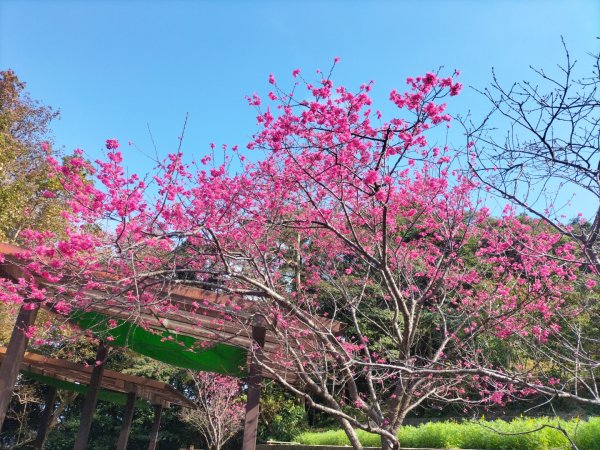 貓空樟湖、樟樹環型步道2414909