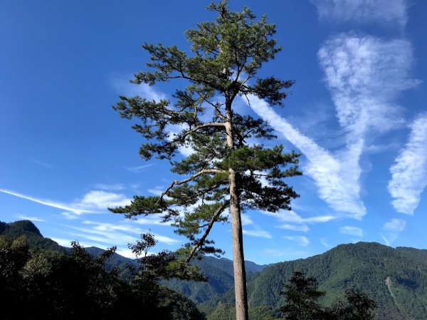 雪白山&司馬庫斯神木201908031965041