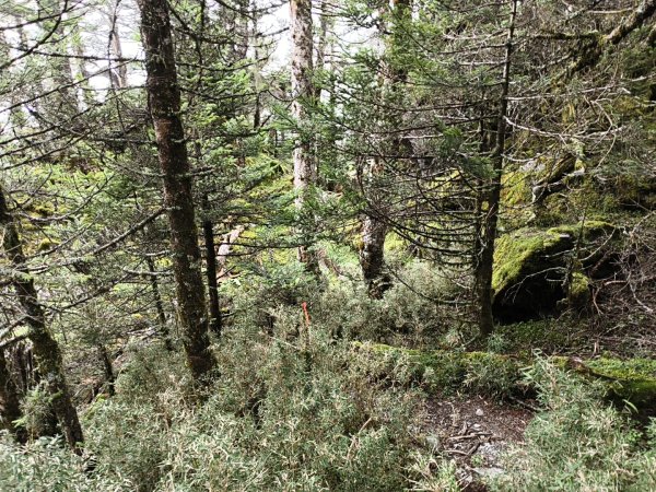 北一段(06/14)巴巴山 2025_0906~132886709