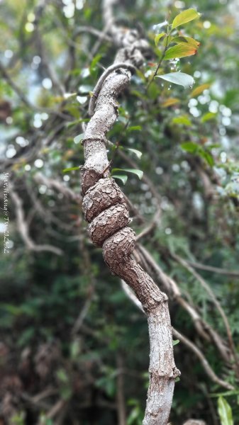 《台中》悠然雅緻｜后里毘盧禪寺小O精華步道202504042752327