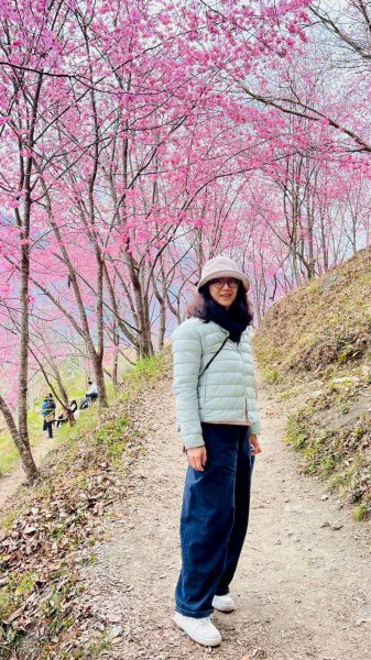 🌈2/19（四）-20（五）司馬庫斯櫻花季2日✨FB：熊熊趴爬走 🌈3004401