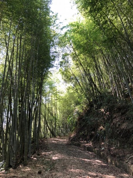 東碧山莊走木馬古道、五元二角、雲嶺之丘422884