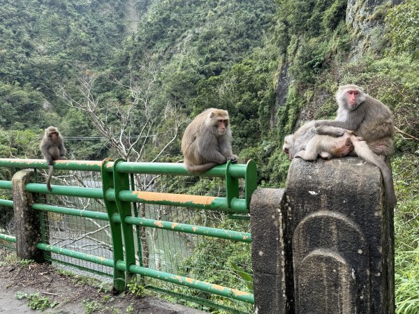 登仙橋賞猴2704793