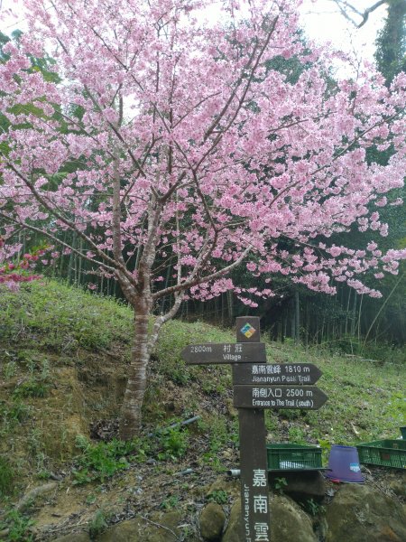 2023-02-26 登嘉南雲峰巧遇草嶺櫻花季2043966