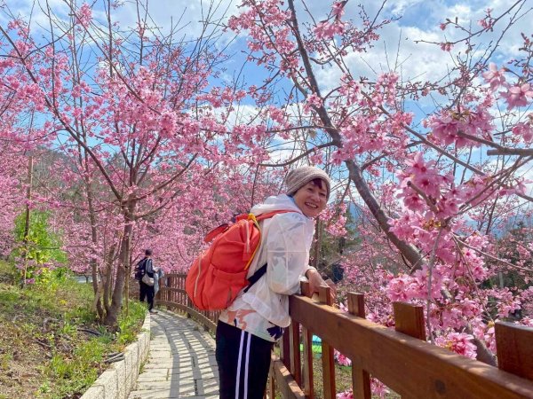 🌈2/19（四）-20（五）司馬庫斯櫻花季2日✨FB：熊熊趴爬走 🌈3004412