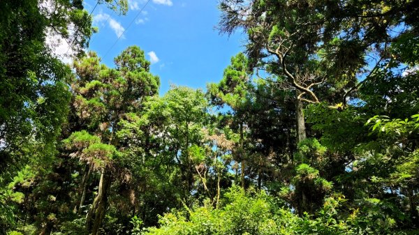 塔曼山，拔刀爾山，美鹿山南峰，內洞林道，大刀山，啦卡登山步道，桃園枕頭山，阿姆坪生態公園，大溪坪古道1795498